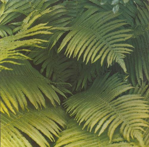 Edgar Froese「Epsilon In Malaysian Pale」LP（12インチ）/Brain(22S